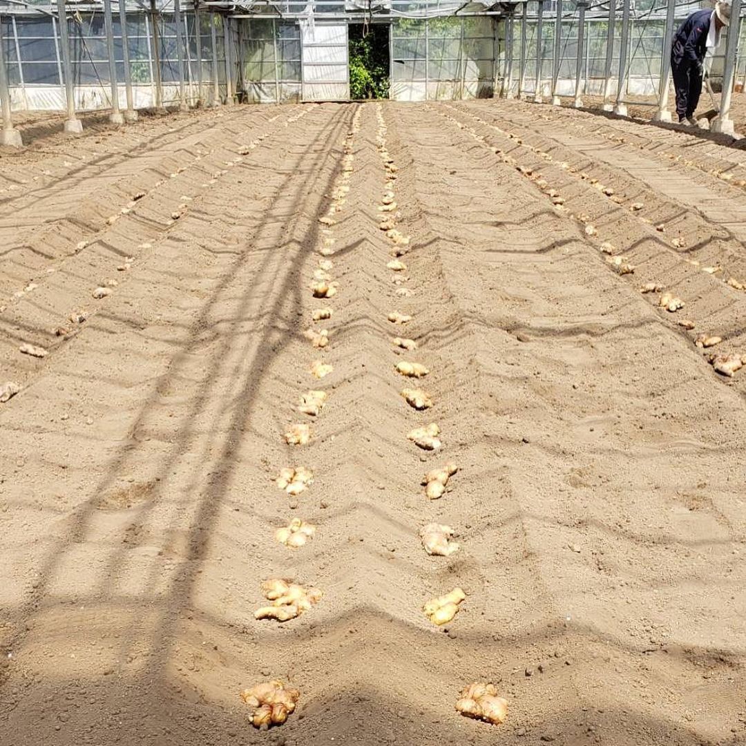 生姜の栽培にはどれくらいの時間がかかりますか？