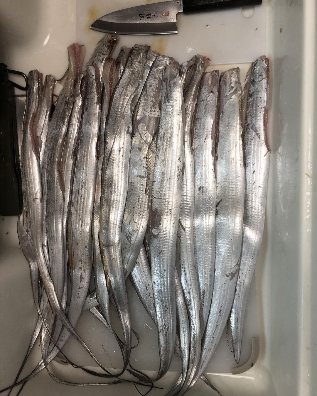太刀魚の栄養価と健康への恩恵