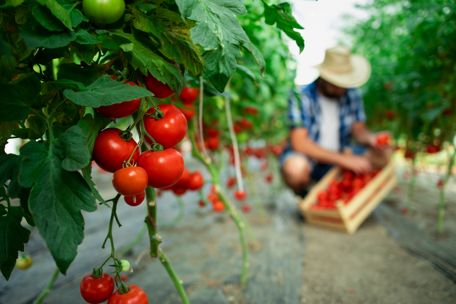 トマトの栄養価と健康への効果